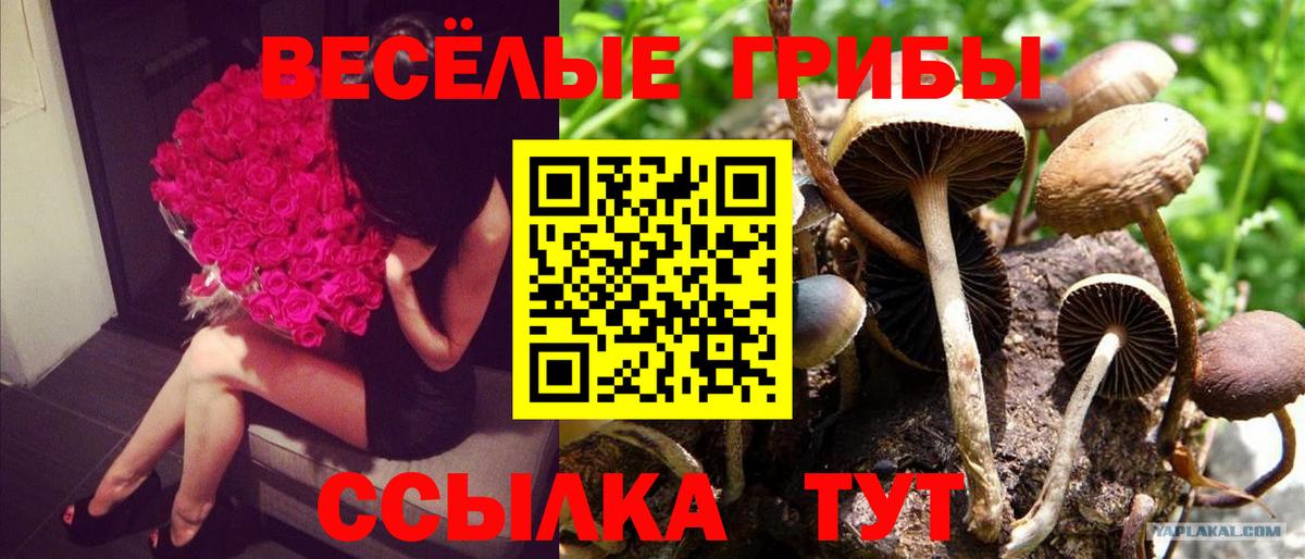 Галлюциногенные грибы прущие грибы Крымск